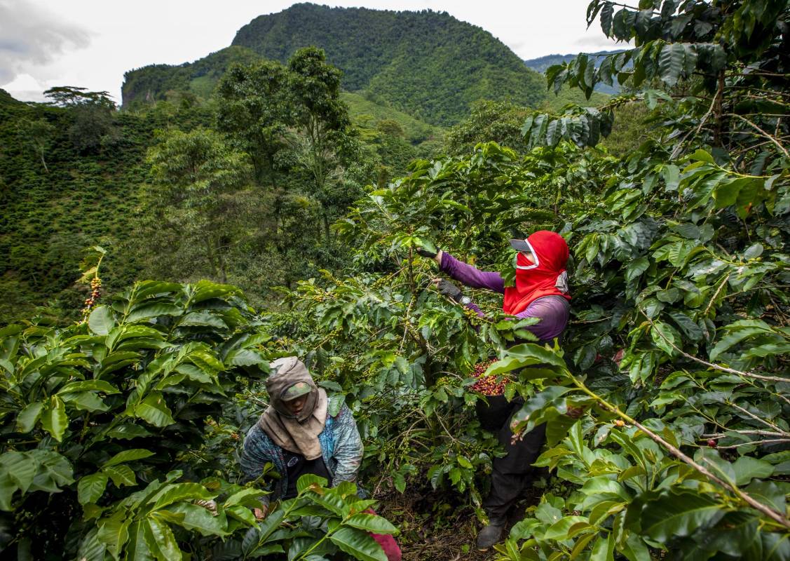 De todas las zonas del país han ido llegando los recolectores a los municipios cafeteros del suroeste, occidente y oriente con el objetivo de recuperarse de la crisis económica que les dejo la pandemia. Foto. Camilo Suárez
