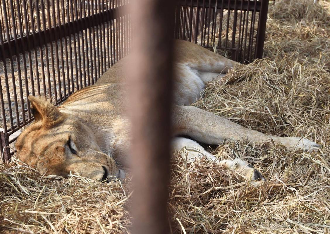 Zeus, Iron, Easy, Shakira, Ojiclaro, Bolillo, Barbie, Junior y Buba, los nueve leones incautados al Circo África en julio de 2014 en Piedecuesta, viajarán a Perú y finalmente a un santurario en Sudáfrica. FOTO AFP
