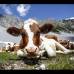 Reuters - Las vacas desacansan en las montañas de Hafelekar durante un día de verano. Austria.