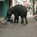Reuters - Dos elefantes causaron un alboroto en la ciudad de Mysore en la India, al final funcionarios del zool&#243;gico lograron tranquilizar a los animales que causaron la muerte de una persona.