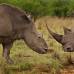 Reuters - Brent Stirton tambi&#233;n fue galardonado por su serie natural llamada Rhino Wars, lograda en su pa&#237;s natal: Sud&#225;frica.