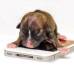 Reuters - La cachorro Beyonc&#233; podr&#237;a quedarse con el Guinnes Record del perra m&#225;s peque&#241;o del mundo. Es tan diminuta que completa cabe sobre un tel&#233;fono iPhone.