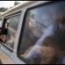 Reuters - Escolares palestinos se sientan en un autobús después de lanzar flores al puerto de la ciudad de Gaza para recordar a los inmigrantes palestinos que murieron después de que su barco se hundió mientras huía hacia Siria.