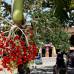 Donaldo Zuluaga - Sopetr&#225;n, cuyo apelativo es Tierra de las frutas, fue fundado en 1616 y se convirti&#243; en municipio de 1814.
