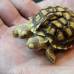 Reuters - Es una tortuga africana de la especie Geochelone sulcata.