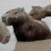 Foto: Luisa Gonz&#225;lez - Colprensa - La sequ&#237;a en el Casanare ha cobrado la vida de m&#225;s de 20 animales de diferentes especies como chig&#252;iros, tortugas, reces, babillas y caimanes y otras en v&#237;as de extinci&#243;n.