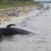 AP - Seg&#250;n las im&#225;genes difundidas, varios ejemplares aparecen muertos y tendidos en la playa y otros flotando en el agua. Este tipo de ballenas, frecuentes en aguas del Golfo de M&#233;xico, pueden llegar a medir cerca de seis metros y pesar entre 900 y 2.000 kilos.