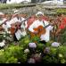 Foto Donaldo Zuluaga - Los silleteros son el s&#237;mbolo de la Feria de las Flores.