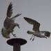 - Una gaviota persiguió a otra fuera de la chimenea en la parte superior de la Capilla Sixtina.