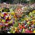 Julio César Herrera - Las primeras silletas se emplearon en Antioquia para transportar mercancías y personas. Hoy son creaciones artísticas llenas de flores y tradición.