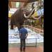 Juan Fernando Cano - El h&#225;bitat geogr&#225;fico del Mamut (Mammuthus primigenius) era Europa, Asia y Am&#233;rica del Norte. Su cabeza es m&#225;s grande y alta que la del elefante.
