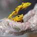 Reuters - Ese hongo ataca la piel de las min&#250;sculas ranas, de color amarillo brillante y manchas negras atigradas, produci&#233;ndoles una enfermedad conocida como quitridiomicosis, y mueren aproximadamente dos semanas despu&#233;s de ser infectadas.