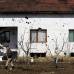 Reuters - Qemail Ismaili trabaja en frente de su casa en el pueblo de Slupcane en Macedonia. Los agujeros de bala en las paredes son un recordatorio de lo cerca que estuvo de entrar a la guerra civil en 2001, finalmente desisti&#243; por la promesa de mayores derechos y representaci&#243;n. Sin embargo, una d&#233;cada m&#225;s tarde, Ismaili est&#225; desempleado.