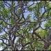 Foto Paul Wikin - &#193;rbol drag&#243;n (Dracaena kaweesakii) de 12 metros de alto. Habitante de unas provincias en Tailandia.