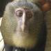 Maurice Emetshu - Mico lesula, C. lomamiensis de la Rep&#250;blica del Congo, con ojos casi humanos.