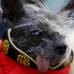 Reuters - En esta versi&#243;n del concurso del perro m&#225;s feo del mundo participaron 29 caninos.
