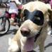 Colprensa - Algunos asistentes llevaron a sus mascotas a la marcha.