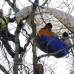 Reuters - En Inglaterra algunos jóvenes protestaron contra la construcción de una nueva carretera en Crowhurst, cerca de Hastings, amarrándose a un árbol.