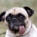 Reuters - Calvos o peludos, grandes o peque&#241;os, chinos o mexicanos, los perros que participan en este concurso son aclamados y aplaudidos por el p&#250;blico que se divierte en el evento.