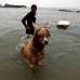 Reuters - Pianezzi ense�a a surfear a ni�os y animales como perros. Ahora su desaf�o es con la alpaca.