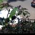 Donaldo Zuluaga - Al intentar rescatar a la lorita de un &#225;rbol de aguacates, en el que permanec&#237;a atrapada desde hace m&#225;s de tres d&#237;as, en compa&#241;&#237;a de una ardillita, el ave vol&#243; dejando a su due&#241;a y a quienes presenciaban el operativo con una gran tristeza.