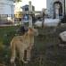 Mario Franco-Colprensa - El Cementerio Municipal de Mompox, Bol&#237;var, es un lugar fascinante que a lo largo de los a&#241;os ha tenido un apacible deterioro, en sus tumbas se pueden encontrar l&#225;pidas que datan del a&#241;o 1831. El descanso eterno de sus hu&#233;spedes es singularmente cuidado por gatos, felinos que se pasean por las tumbas en lo que parecieran rondas de estricta vigilancia.