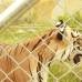 Cortes&#237;a - Con los tigres bengala ya son alrededor de 400 individuos los que hacen parte de N&#225;poles.