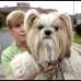 Reuters - Shellie Goldstein de Maryland, Estados Unidos sostiene a su Shih Tzu Emma, perro de terapia. Esta semana tuvieron problemas para entrar a los hospitales por un pago que no realiz&#243; el gobierno federal.