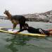 Reuters - Los peruanos cr�an alpacas, un cam�lido sudamericano similar a la llama.