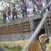 Cortes&#237;a - Los felinos fueron liberados tras avanzar en un periodo de ocho meses de adaptaci&#243;n.