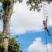 FOTO CORTESIA - COLPRENSA - Un grupo de ind&#237;genas de Colombia, Per&#250; y Brasil fueron los encargados de ayudar a construir las rampas desde las que Orlando salt&#243;, compartiendo las t&#233;cnicas artesanales y profesionales utilizadas para la disciplina de clavados.
