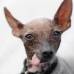 Reuters - La mayor&#237;a de los perros que participan en el concurso disfrutan la fama que les brinda el certamen. Llegan a convertirse en estrellas de eventos locales para mascotas.