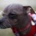 Reuters - Mugly, un canino chino con cresta, fue proclamado como el perro m&#225;s feo del mundo este a&#241;o.
