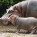 Cortes&#237;a Zool&#243;gico Santa Fe - La hembra hipop&#243;tamo naci&#243; hace 8 semanas, el zool&#243;gico Santa fe busca su nombre a trav&#233;s de un concurso para los ni&#241;os.