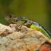 JULIO CESAR HERRERA Y DONALDO ZULUAGA - Colombia es pa&#237;s privilegiado en fauna y flora. En la biodiversidad hay oportunidades de desarrollo que son aprovechadas por quienes aman la naturaleza.
