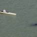 AP - Las ballenas son de la especie &quot;piloto&quot; o &quot;calder&#243;n com&#250;n&quot;, est&#225;n protegidas y son abundantes en el oc&#233;ano Atl&#225;ntico, suelen viajar en grupos numerosos y no es extra&#241;o que en ocasiones se desorienten y acaben varadas en aguas poco profundas.