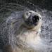 Reuters - Oso polar de 27 a&#241;os juega en el agua del zool&#243;gico de Leningrado, San Petesburgo, Rusia.