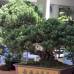 Róbinson Saénz - Yamadori son las técnicas de recolección de árboles catalogados como desecho de la naturaleza, se dignifican y poco a poco son convertidaos en obras de arte.