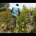 JAIME P&#201;REZ - Campesinos, en esta zona tan apartada, siguen cultivando coca.