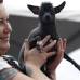 Reuters - Los perros m&#225;s feos son premiados despu&#233;s de ser evaluados por el jurado.