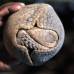 AFP - La mascota del Mundial Brasil 2014, un armadillo de tres bandas, es considerada como un especie vulnerable por la Unión Internacional para la Conservación de la Naturaleza (UICN). Este armadillo, conocido como "tatu-bola", se creía extinto hasta su redescubrimiento en 1990 y este año el Gobierno de Brasil presentará en junio un plan para salvar al personaje que inspira a Fuleco, la mascota del torneo de la FIFA.
