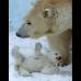 AP - Un oso polar y su cachorro juega en el Zool&#243;gico de Novosibirsk, al este de Mosc&#250;, Rusia.