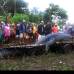 REUTERS - El cocodrilo mat&#243; a un b&#250;falo de agua y existen sospechas de que haya atacado a un pescador que est&#225; desaparecido desde julio.
