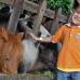 David Sánchez Mejía - La interacción con los animales es uno de los mayores atractivos del parque los niños pueden darle comida a los animales e incluso tetero a los pequeños.