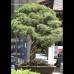 Róbinson Saénz - Esta exposición de Bonsai se denomina Amanecer Yamadori