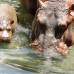 Cortes&#237;a Zool&#243;gico Santa Fe - La hembra hipop&#243;tamo naci&#243; hace 8 semanas, el zool&#243;gico Santa fe busca su nombre a trav&#233;s de un concurso para los ni&#241;os.