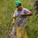 AP - La coca es el sustento de la econom&#237;a de este distrito predominantemente rural de 40.000 habitantes y tiene tanta importancia que una escultura de hojas de coca destaca en la plaza central de Pichari.