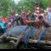 REUTERS - Despu&#233;s de una cacer&#237;a de tres semanas, lograron capturar al cocodrilo macho, de 6,4 metros de longitud, en un arroyo del poblado de Bunawan.