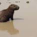 Foto: Luisa Gonz&#225;lez - Colprensa - En Paz de Ariporo solo se presenta una sola temporada de lluvias entre mayo y septiembre, con su pico m&#225;s alto en julio, con cerca de 300 mil&#237;metros. El resto de meses se pueden catalogar como seco.