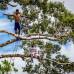 FOTO CORTESIA - COLPRENSA - El elegido fue un Caucho (&#225;rbol emblem&#225;tico del Amazonas) de 38 metros de alto y con m&#225;s de 100 a&#241;os de antig&#252;edad.